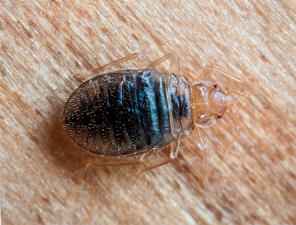 Wenn Sie Wanzen in Ihrer Wohnung mit einer Räucherkerze beseitigen, sollten Sie bedenken, dass die Parasiten zu den Nachbarn überlaufen könnten. Wenn Sie Wanzen in Ihrer Wohnung mit einer Räucherkerze beseitigen, sollten Sie bedenken, dass die Parasiten zu den Nachbarn überlaufen könnten.