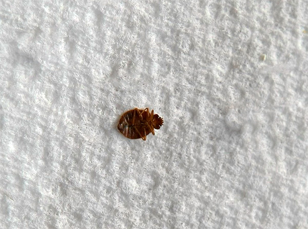 Permethrin wirkt vor allem auf das Nervensystem der Wanzen, verursacht Lähmungen und führt zum Tod des Insekts. Permethrin wirkt vor allem auf das Nervensystem der Wanzen, verursacht Lähmungen und führt zum Tod des Insekts.