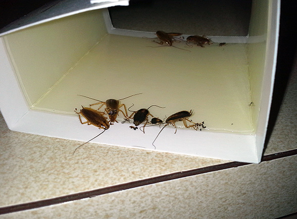 Klebefallen sind sehr wirksam bei der Bekämpfung von Kakerlaken und Ameisen (wenn diese Insekten insgesamt nicht allzu zahlreich sind).