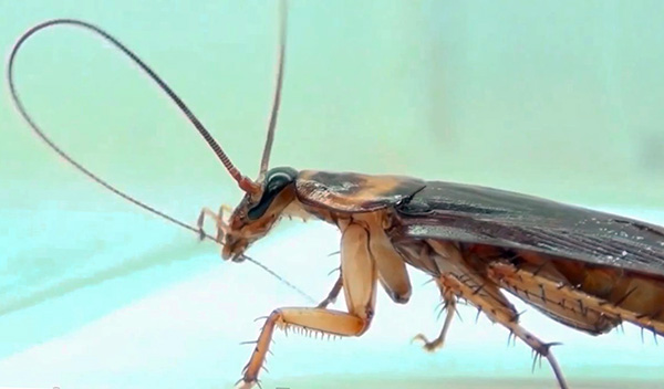 Das Insektizid kann in den Körper einer Kakerlake gelangen, wenn das Insekt beispielsweise seine Fühler reinigt.