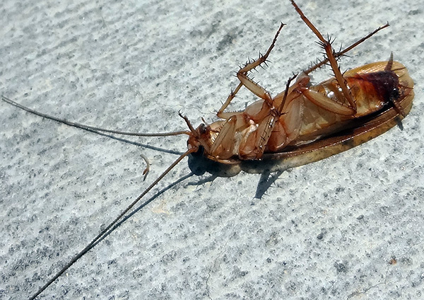 Nach der Desinsektion der Wohnung gegen Kakerlaken muss der Raum gründlich gelüftet und einer Nassreinigung unterzogen werden. Nach der Desinsektion der Wohnung gegen Kakerlaken muss der Raum gründlich gelüftet und einer Nassreinigung unterzogen werden.