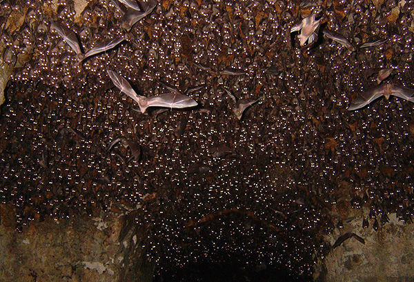In der Natur trifft man Populationen blutsaugender Wanzen in Fledermaushöhlen an. In der Natur trifft man Populationen blutsaugender Wanzen in Fledermaushöhlen an.