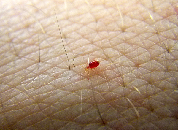 Larve einer Bettwanze, die sich mit Blut vollgesogen hat. Larve einer Bettwanze, die sich mit Blut vollgesogen hat.