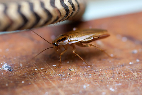 Für eine gute Wirkung ist es wichtig, die Falle am richtigen Ort aufzustellen (Orte, an denen sich Insekten sammeln und bewegen). Für eine gute Wirkung ist es wichtig, die Falle am richtigen Ort aufzustellen (Orte, an denen sich Insekten sammeln und bewegen).