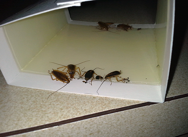 Klebefallen verschiedener Bauarten können nicht nur gegen kriechende, sondern auch gegen fliegende Insekten eingesetzt werden. Klebefallen verschiedener Bauarten können nicht nur gegen kriechende, sondern auch gegen fliegende Insekten eingesetzt werden.