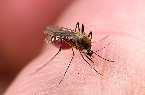 Wir finden heraus, welche Mittel vor Stichen verschiedener Insekten schützen und was in der jeweiligen Situation sinnvoll ist... Wir finden heraus, welche Mittel vor Stichen verschiedener Insekten schützen und was in der jeweiligen Situation sinnvoll ist...