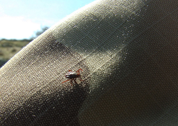 Selbst bei bloßem Kontakt mit insektizid-repellent behandelter Kleidung stirbt die Zecke recht schnell ab. Selbst bei bloßem Kontakt mit insektizid-repellent behandelter Kleidung stirbt die Zecke recht schnell ab.
