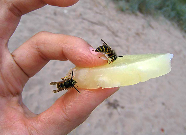 In der Regel stechen Wespen, Bienen und Hornissen nur dann, wenn man sie dazu provoziert. In der Regel stechen Wespen, Bienen und Hornissen nur dann, wenn man sie dazu provoziert.
