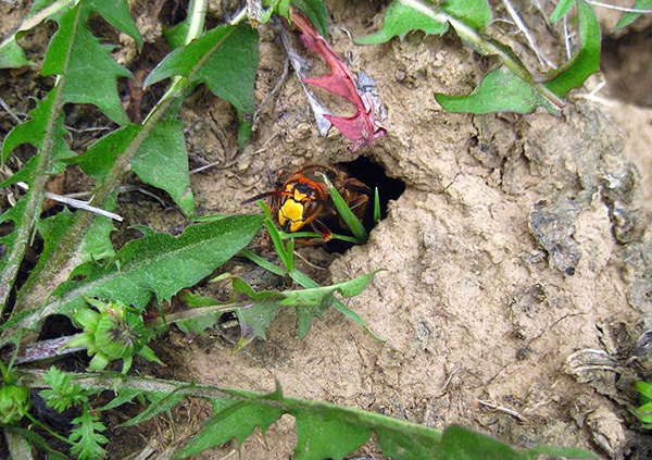 Wenn Sie in die Natur fahren, sollten Sie bedenken, dass Wespen und Hornissen ihr Nest direkt in der Erde bauen können. Wenn Sie in die Natur fahren, sollten Sie bedenken, dass Wespen und Hornissen ihr Nest direkt in der Erde bauen können.