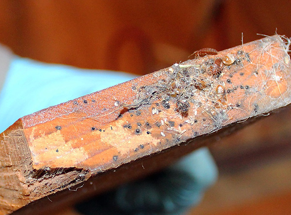 Die Eier der Parasiten können sich in den verstecktesten Ecken der Wohnung befinden, und aus diesen Eiern schlüpfen später mit Sicherheit die Larven. Die Eier der Parasiten können sich in den verstecktesten Ecken der Wohnung befinden, und aus diesen Eiern schlüpfen später mit Sicherheit die Larven.