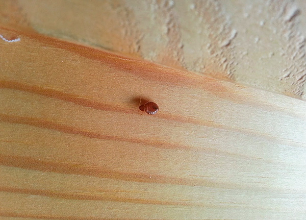 Oft dringen einzelne Wanzen von den Nachbarn in die Wohnung ein... Oft dringen einzelne Wanzen von den Nachbarn in die Wohnung ein...