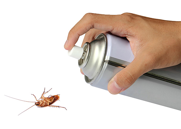 Viele Mittel gegen Kakerlaken und andere krabbelnde und fliegende Insekten enthalten Pyrethroide als Wirkstoffe. Viele Mittel gegen Kakerlaken und andere krabbelnde und fliegende Insekten enthalten Pyrethroide als Wirkstoffe.