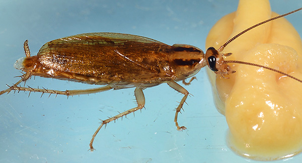 Auf der Basis von insektiziden Pulvern können Sie selbst vergiftete Köder herstellen. Auf der Basis von insektiziden Pulvern können Sie selbst vergiftete Köder herstellen.