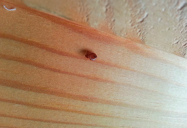 Die Vorbeugung von Wanzenbefall in der Wohnung erfordert die Einhaltung einiger einfacher Regeln... Die Vorbeugung von Wanzenbefall in der Wohnung erfordert die Einhaltung einiger einfacher Regeln...