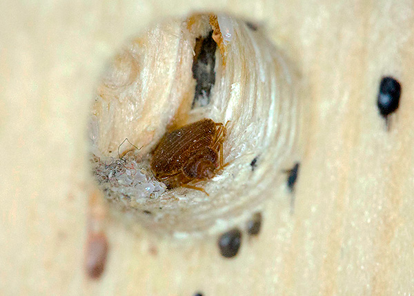 Sogar neu gekaufte Möbel aus dem Geschäft sollten sorgfältig auf das Vorhandensein von Bettwanzen überprüft werden. Sogar neu gekaufte Möbel aus dem Geschäft sollten sorgfältig auf das Vorhandensein von Bettwanzen überprüft werden.