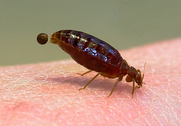 Während ihrer Lebensaktivität sondern Bettwanzen Kot ab, der in Form von schwarzen Punkten in der Nähe ihrer Nester zu finden ist. Während ihrer Lebensaktivität sondern Bettwanzen Kot ab, der in Form von schwarzen Punkten in der Nähe ihrer Nester zu finden ist.