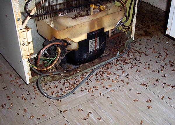 In fortgeschrittenen Fällen sollten Sie Insektizidstifte mit Kakerlaken-Gelen und Aerosolpräparaten kombinieren. In fortgeschrittenen Fällen sollten Sie Insektizidstifte mit Kakerlaken-Gelen und Aerosolpräparaten kombinieren.