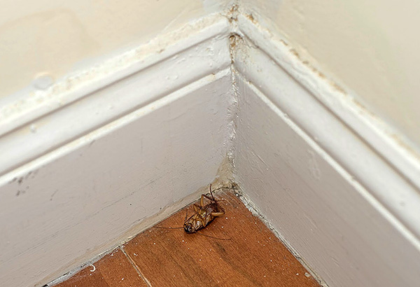 Einzelne Schädlinge, die zum Beispiel von Nachbarn eindringen, sind nach dem Kontakt mit Partikeln des Insektizidkreidestifts zum Tode verurteilt. Einzelne Schädlinge, die zum Beispiel von Nachbarn eindringen, sind nach dem Kontakt mit Partikeln des Insektizidkreidestifts zum Tode verurteilt.