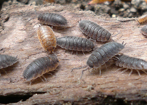 Lernen Sie die interessanten Besonderheiten der Biologie der Asseln kennen und erfahren Sie, ob diese Lebewesen Insekten sind... Lernen Sie die interessanten Besonderheiten der Biologie der Asseln kennen und erfahren Sie, ob diese Lebewesen Insekten sind...