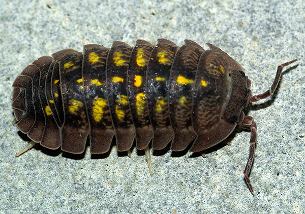 Einige Asselarten weisen eine ungewöhnliche Färbung auf (Beispiel: Armadillidium granulatum). Einige Asselarten weisen eine ungewöhnliche Färbung auf (Beispiel: Armadillidium granulatum).