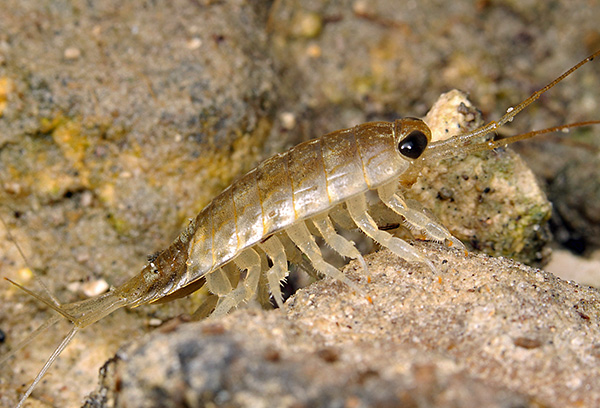 Meereskellerassel Ligia oceanica Meereskellerassel Ligia oceanica
