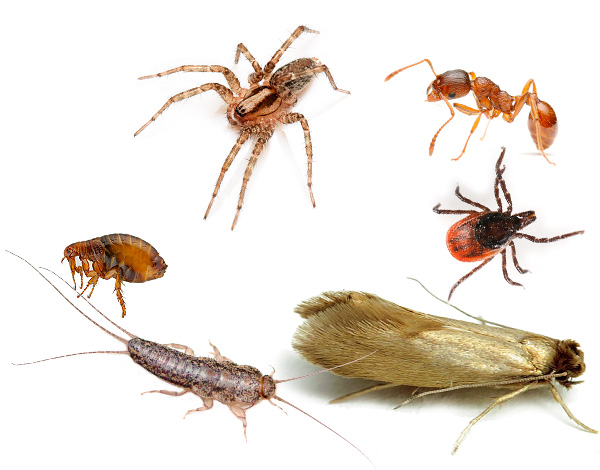 Das Mittel Ekokiller vernichtet effektiv nicht nur Bettwanzen und Kakerlaken, sondern auch andere Gliederfüßer, die häufig in Wohnräumen oder im Garten Schaden anrichten und parasitieren. Das Ökokiller-Mittel tötet nicht nur Wanzen und Kakerlaken effektiv, sondern auch andere Gliederfüßer, die oft in menschlichen Wohnungen oder im Garten schaden und parasitieren.