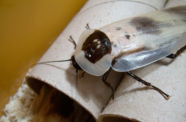 Riesenkakerlake (Blaberus giganteus) Riesenkakerlake (Blaberus giganteus)