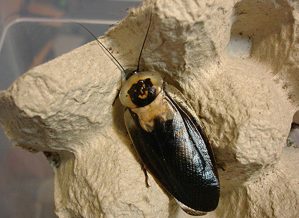 Totenkopfkakerlake (Blaberus craniifer) Totenkopfkakerlake (Blaberus craniifer)