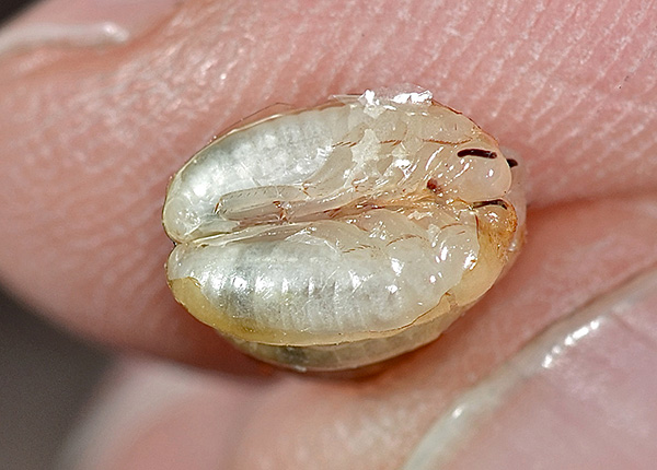 Larven der Preußischen Schabe in Eiern Larven der Preußischen Schabe in Eiern