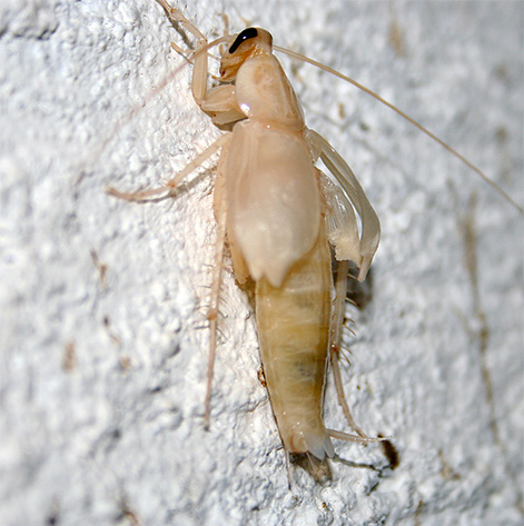 Bereits nach etwa einem Tag erhält dieser Albino seine übliche rotbraune Färbung. Bereits nach etwa einem Tag erhält dieser Albino seine übliche rotbraune Färbung.
