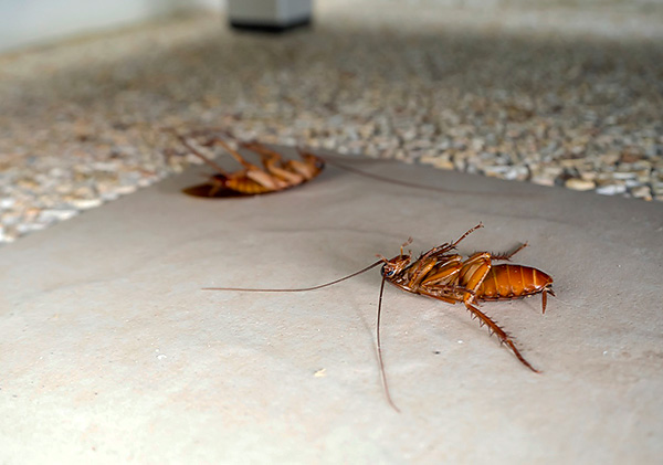 Die in Dichlorvos enthaltenen Insektizide wirken auf Kakerlaken nervenlähmend (sie führen zu Lähmung und anschließendem Tod des Insekts). Die in Dichlorvos enthaltenen Insektizide wirken auf Kakerlaken nervenlähmend (sie führen zu Lähmung und anschließendem Tod des Insekts).