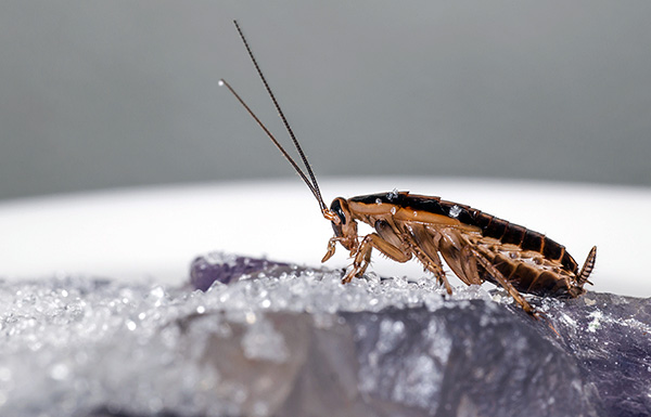 Die meisten modernen Insektizidpulver vernichten Kakerlaken durch eine doppelte Giftwirkung – Kontakt- und Darmwirkung. Die meisten modernen Insektizidpulver vernichten Kakerlaken durch eine doppelte Giftwirkung – Kontakt- und Darmwirkung.