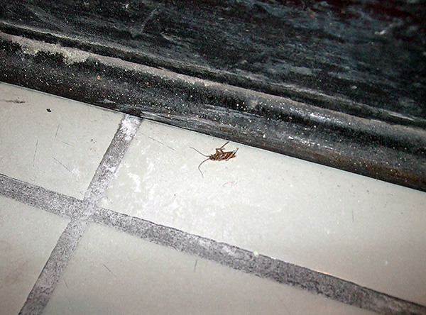 Je länger das Insektizid an den behandelten Stellen nicht entfernt wird, desto höher ist die Wahrscheinlichkeit, dass alle Kakerlaken damit in Kontakt kommen. Je länger das Insektizid an den behandelten Stellen nicht entfernt wird, desto höher ist die Wahrscheinlichkeit, dass alle Kakerlaken damit in Kontakt kommen.