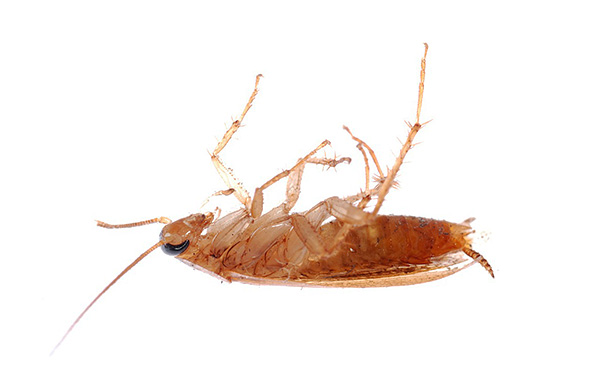 Bei richtiger Anwendung helfen pulverförmige Insektizide tatsächlich, Kakerlaken wirksam zu bekämpfen, aber welches Mittel soll man wählen?.. Bei richtiger Anwendung helfen pulverförmige Insektizide tatsächlich, Kakerlaken wirksam zu bekämpfen, aber welches Mittel soll man wählen?..