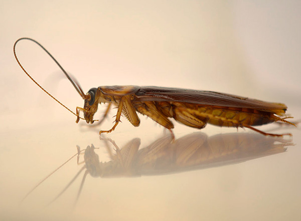 Zusätzliche Insektizidpartikel verschluckt die Kakerlake, wenn sie ihre Fühler und Beine reinigt. Zusätzliche Insektizidpartikel verschluckt die Kakerlake, wenn sie ihre Fühler und Beine reinigt.