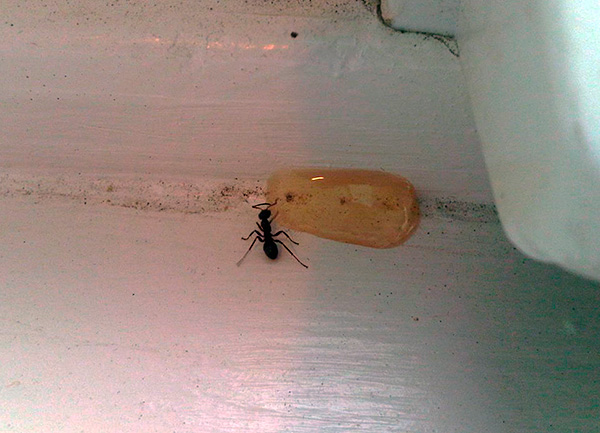 Insektizidgele sind nicht nur gegen Kakerlaken, sondern auch gegen Hausameisen wirksam. Insektizidgele sind nicht nur gegen Kakerlaken, sondern auch gegen Hausameisen wirksam.