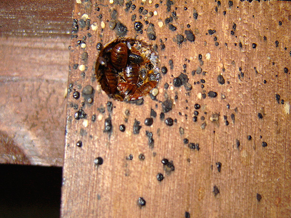 Bettwanzen-Nest in Möbeln Bettwanzen-Nest in Möbeln
