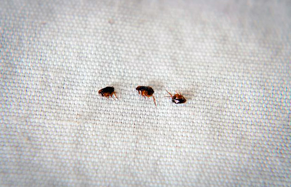 Nach dem Auffinden von Parasiten im Haus sollten Sie diese unverzüglich bekämpfen... Nach dem Auffinden von Parasiten im Haus sollten Sie diese unverzüglich bekämpfen...