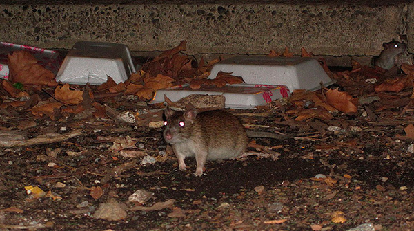 Ratten und Mäuse sind ebenfalls aktive Überträger der kleinen Blutsauger. Ratten und Mäuse sind ebenfalls aktive Überträger der kleinen Blutsauger.