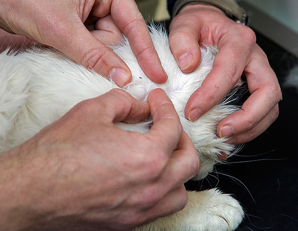 Mit Flöhen befallene Katzen und Hunde verteilen die Eier der Parasiten buchstäblich im ganzen Haus... Mit Flöhen befallene Katzen und Hunde verteilen die Eier der Parasiten buchstäblich im ganzen Haus...