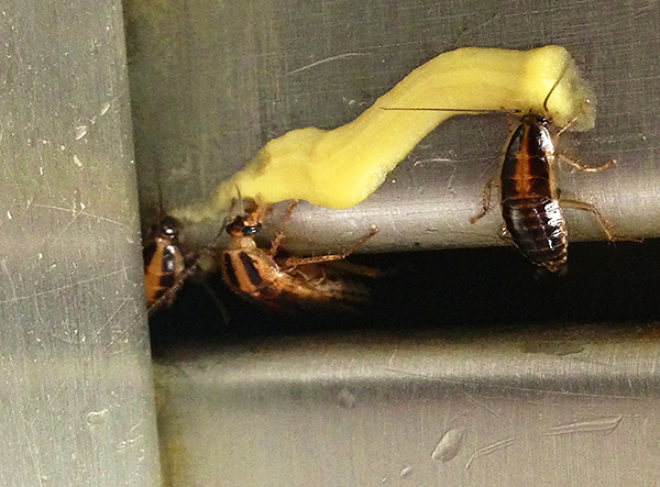 Man sollte nicht vergessen, dass die in Kakerlakengelen enthaltenen Insektizide in gewissem Maße auch für Menschen und Haustiere giftig sind.