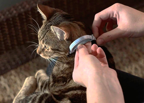 Zur vorbeugenden Behandlung einer Katze oder eines Hundes gegen Flöhe ist die Verwendung eines Flohhalsbandes sinnvoll. Zur vorbeugenden Behandlung einer Katze oder eines Hundes gegen Flöhe ist die Verwendung eines Flohhalsbandes sinnvoll.