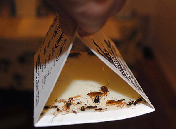 Es kann nützlich sein, den Einsatz von Insektenpulver mit der Verwendung von Klebefallen zu kombinieren. Es kann nützlich sein, den Einsatz von Insektenpulver mit der Verwendung von Klebefallen zu kombinieren.