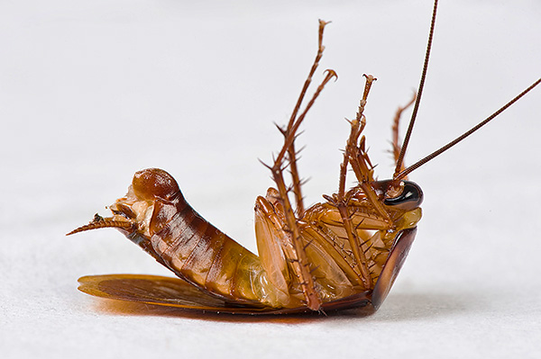 Die meisten modernen Insektizid-Mittel haben eine nervenlähmende Wirkung auf Insekten. Die meisten modernen Insektizid-Mittel haben eine nervenlähmende Wirkung auf Insekten.