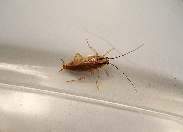 Insektizide Stäube können ihre giftigen Eigenschaften über einen langen Zeitraum bewahren, was zur Vorbeugung gegen Kakerlaken genutzt werden kann. Insektizide Stäube können ihre giftigen Eigenschaften über einen langen Zeitraum bewahren, was zur Vorbeugung gegen Kakerlaken genutzt werden kann.