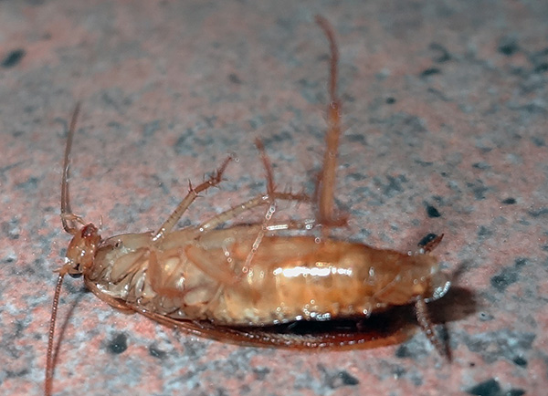 In der Regel ist der Boden einige Stunden nach der Kakerlakenbehandlung mit toten Insekten übersät. In der Regel ist der Boden einige Stunden nach der Kakerlakenbehandlung mit toten Insekten übersät.