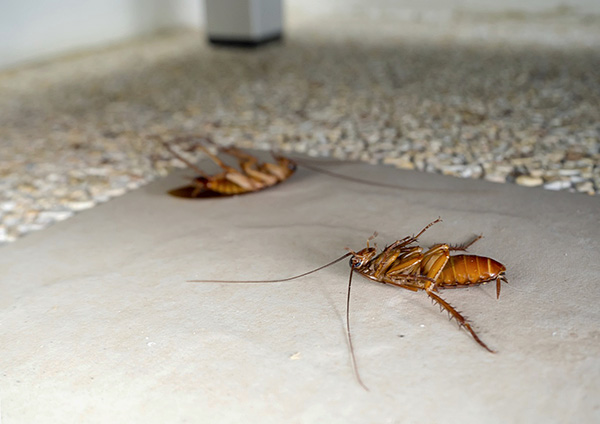 Zum Glück gibt es heute auf dem Markt viele Insektizide, die eine wirksame Bekämpfung von Kakerlaken in der Wohnung ermöglichen. Zum Glück gibt es heute auf dem Markt viele Insektizide, die eine wirksame Bekämpfung von Kakerlaken in der Wohnung ermöglichen.