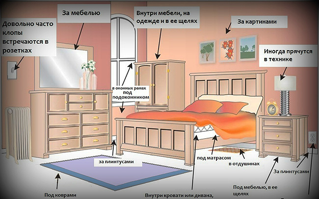 Das Bild zeigt die Räumlichkeiten, deren Behandlung besondere Aufmerksamkeit erfordert (dort befinden sich am häufigsten Bettwanzen-Nester). Das Bild zeigt die Räumlichkeiten, deren Behandlung besondere Aufmerksamkeit erfordert (dort befinden sich am häufigsten Bettwanzen-Nester).