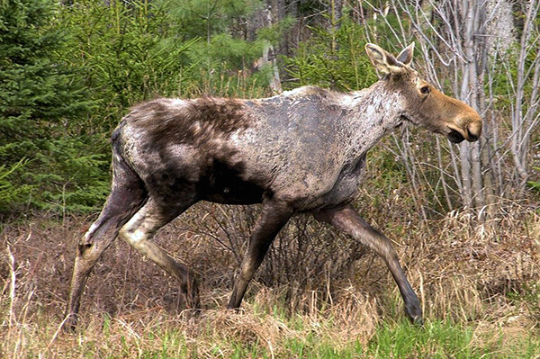 Adulte Exemplare der Hunde- und Taigazecke können auf großen Säugetieren wie Elchen parasitieren. Adulte Exemplare der Hunde- und Taigazecke können auf großen Säugetieren wie Elchen parasitieren.