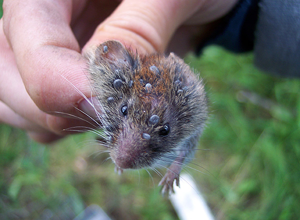 Die Parasiten können auch Blut von Vögeln und kleinen Nagetieren saugen... Die Parasiten können auch Blut von Vögeln und kleinen Nagetieren saugen...